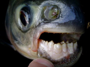 pacu