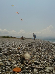 Topi in spiaggia1