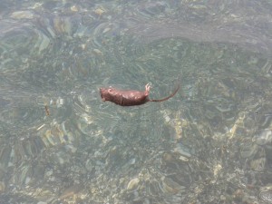 Topi in spiaggia2