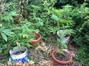piante marijuana in vasetti