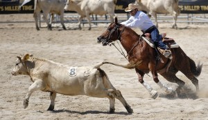 Molise-rodeo-di-Staffoli_980x571