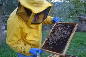 apicoltore e api
