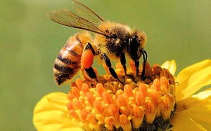 apicoltura - ape su fiore