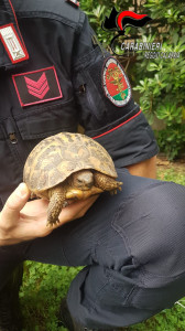 comando-regione-carabinieri-forestale-calabria-unazione-costante-a-tutela-del-patrimonio-boschivo-fauna-e-flora-2020-il-bilancio